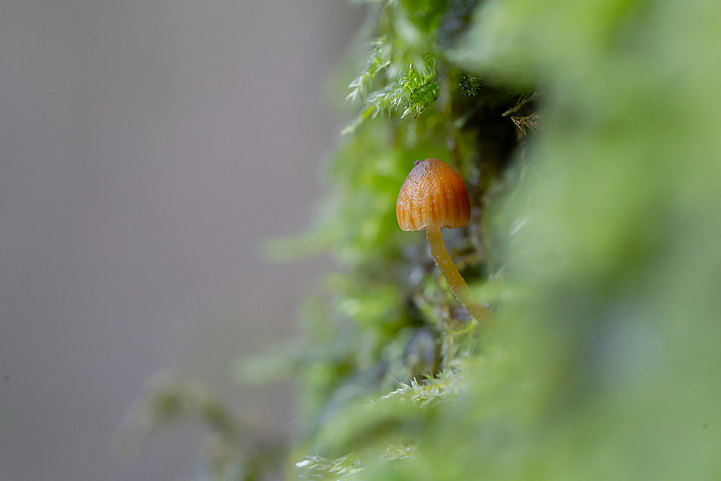 Galerina hypnorum.jpg