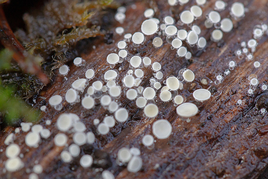 Dasycyphella nivea 2.jpg