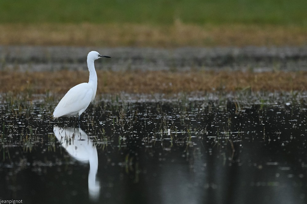 N9 aigrette garzette.JPG