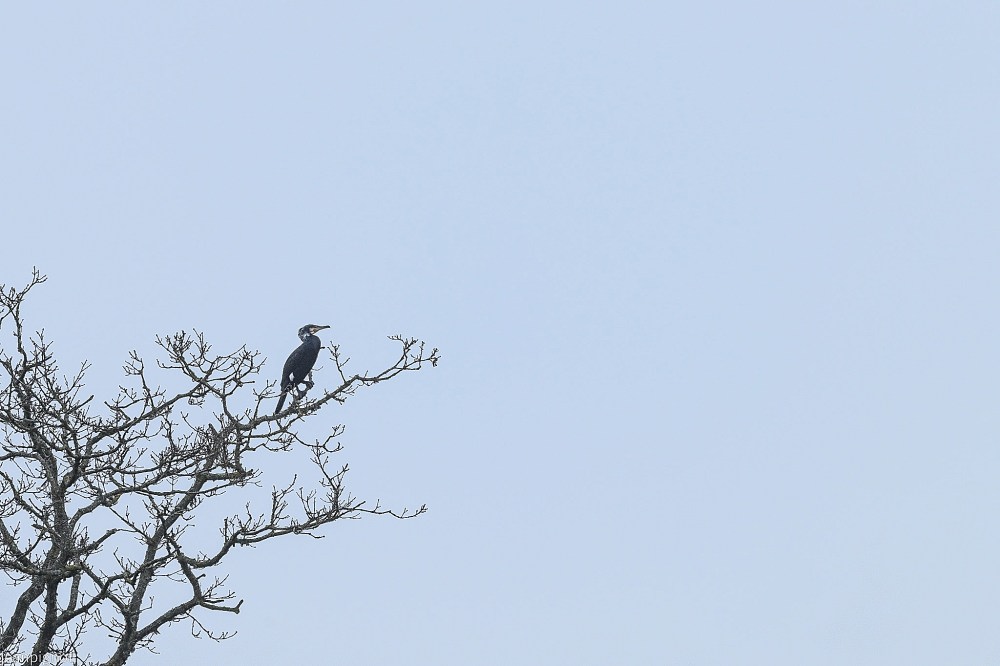 N8 cormoran.JPG