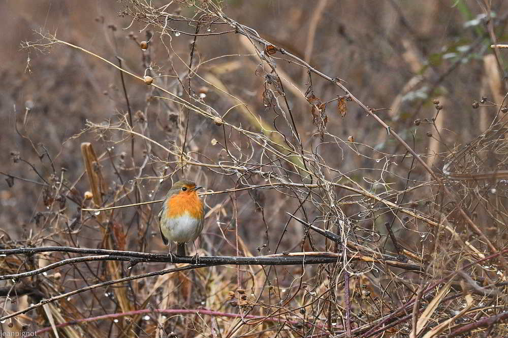 DSC_5751_001DSC_5751_02.JPG