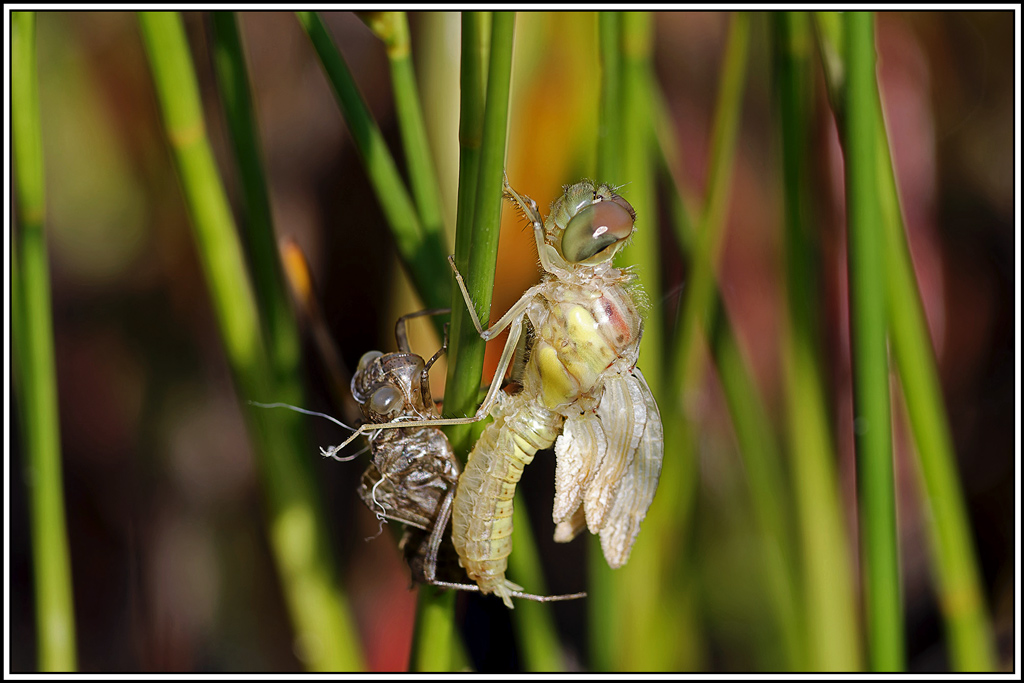 Sympétrum_strié_émergence(Sympetrum_striolatum)(2).jpg