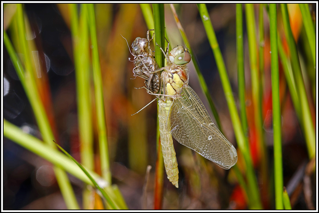 Sympétrum_strié_émergence(Sympetrum_striolatum)(9).jpg