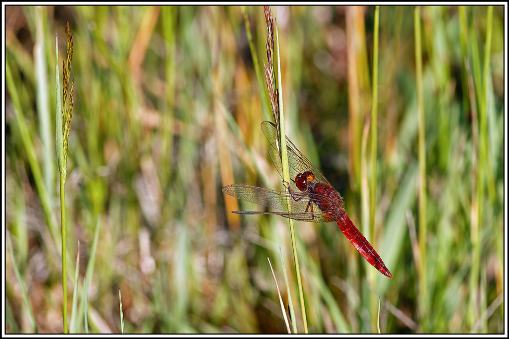 Crocothémis_écarlate(Crocothemis_erythraea)(1).jpg