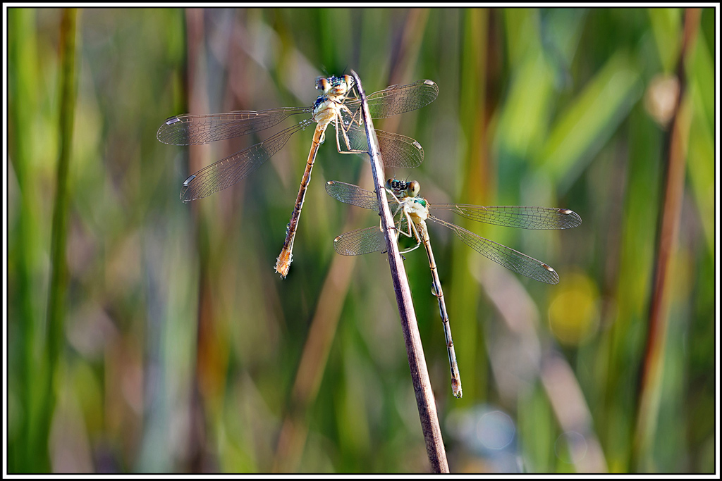 Leste_sauvage(Lestes_barbarus)(11_18).jpg
