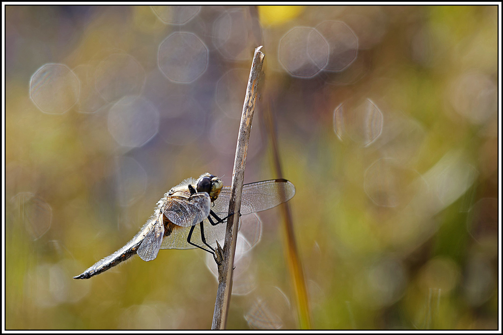 Libellule_à_4_taches(Libellula_quadrimaculata)(18).jpg