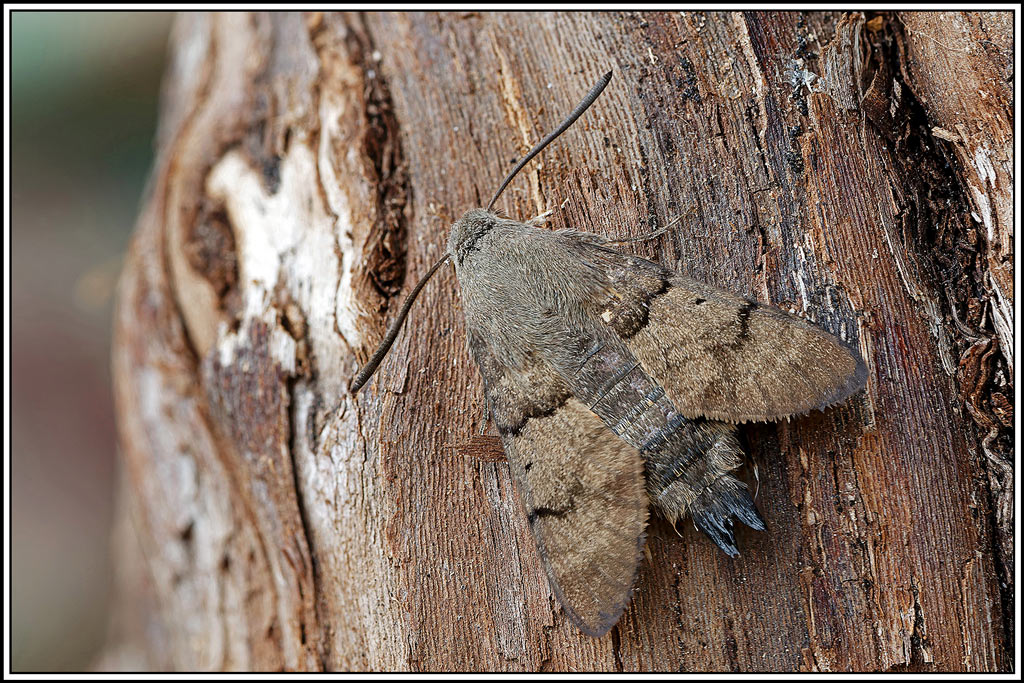 Moro_sphinx(Macroglossum-stellatarum)(15_19).jpg