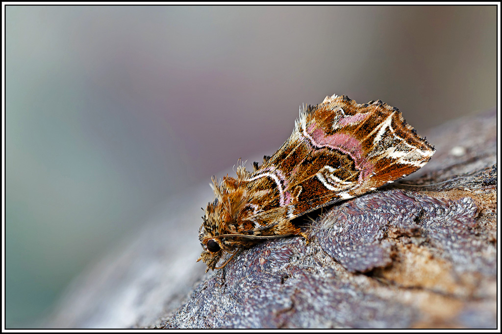 Noctuelle_de_la_fougère(callopistria_juventina)(16_20).jpg