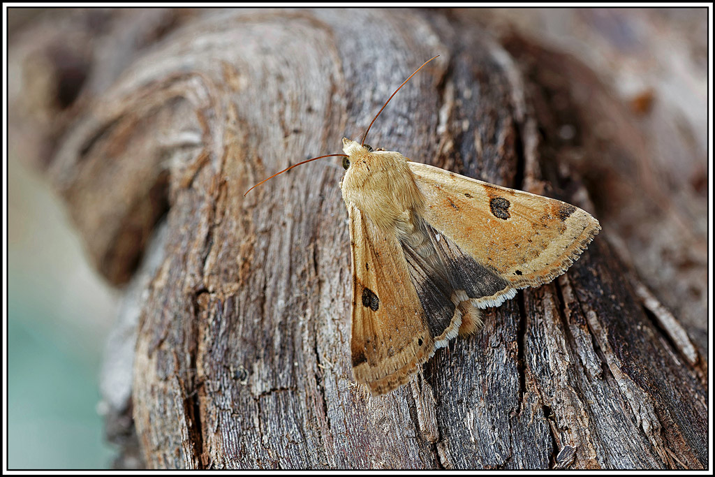 Noctuelle_peltigère(Heliothis_peltigera)(20_22).jpg