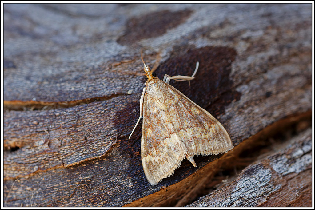 Pyrale_du_maïs(Ostrinia_nubilalis)(1).jpg