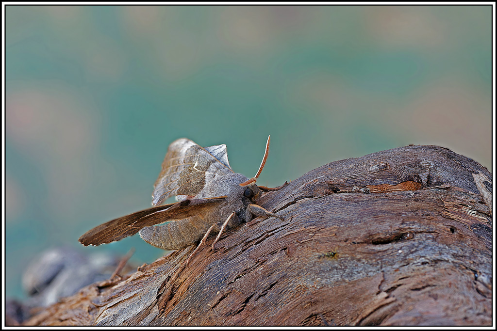 Sphinx_du_peuplier(Laothoe_populi)(67_78).jpg