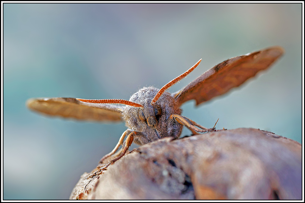 Sphinx_du_peuplier(Laothoe_populi)(81).jpg