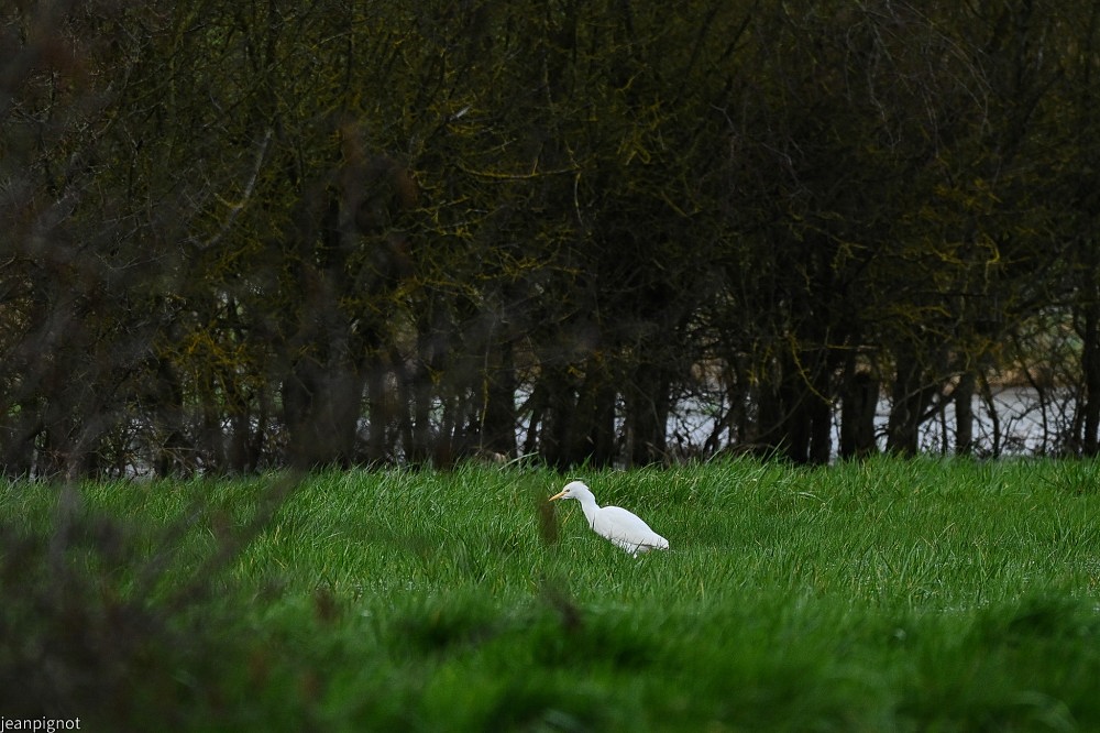 N7 garde boeuf entre deux napes d eau.JPG