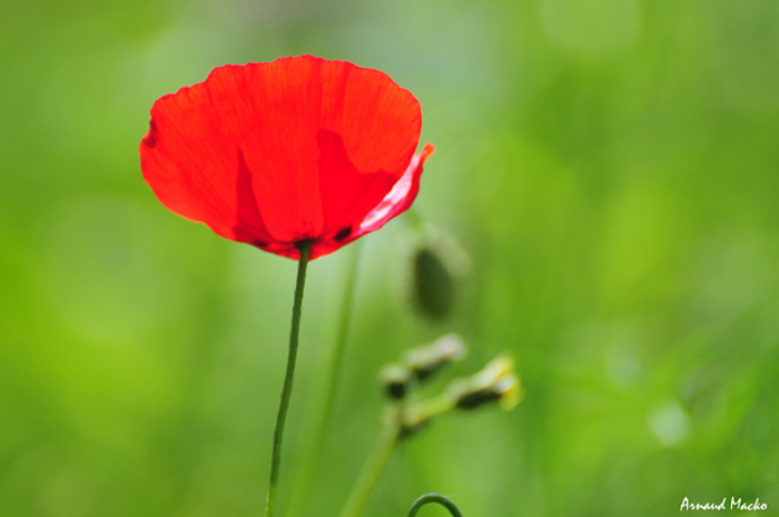 coquelicot00.jpg