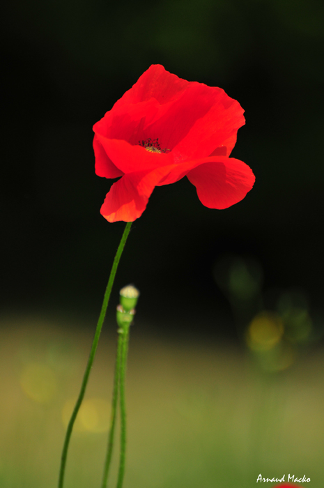 coquelicot02.jpg