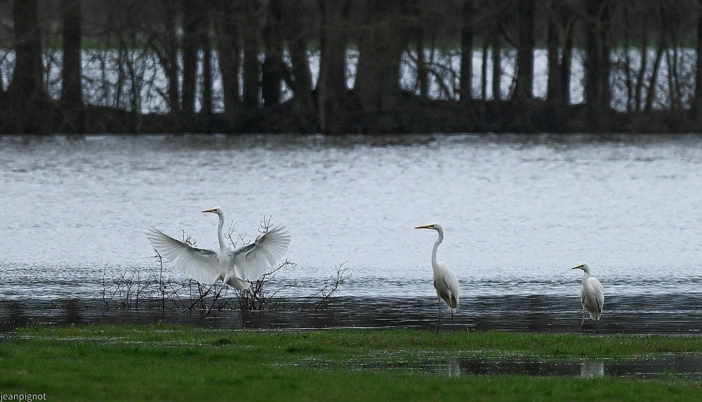 N3 grandes aigrette.JPG