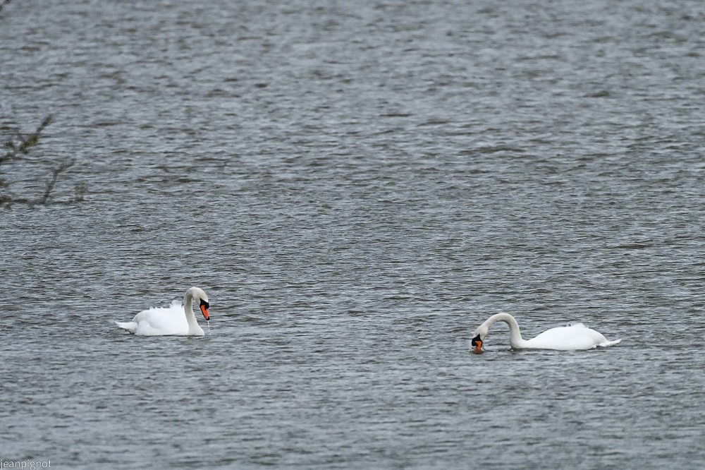 DSC_7748_001DSC_7748_01.JPG
