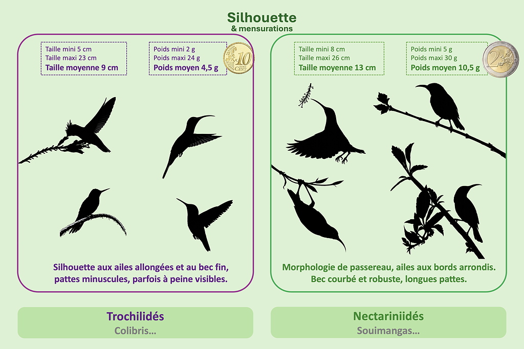 silhouetteSD.jpg