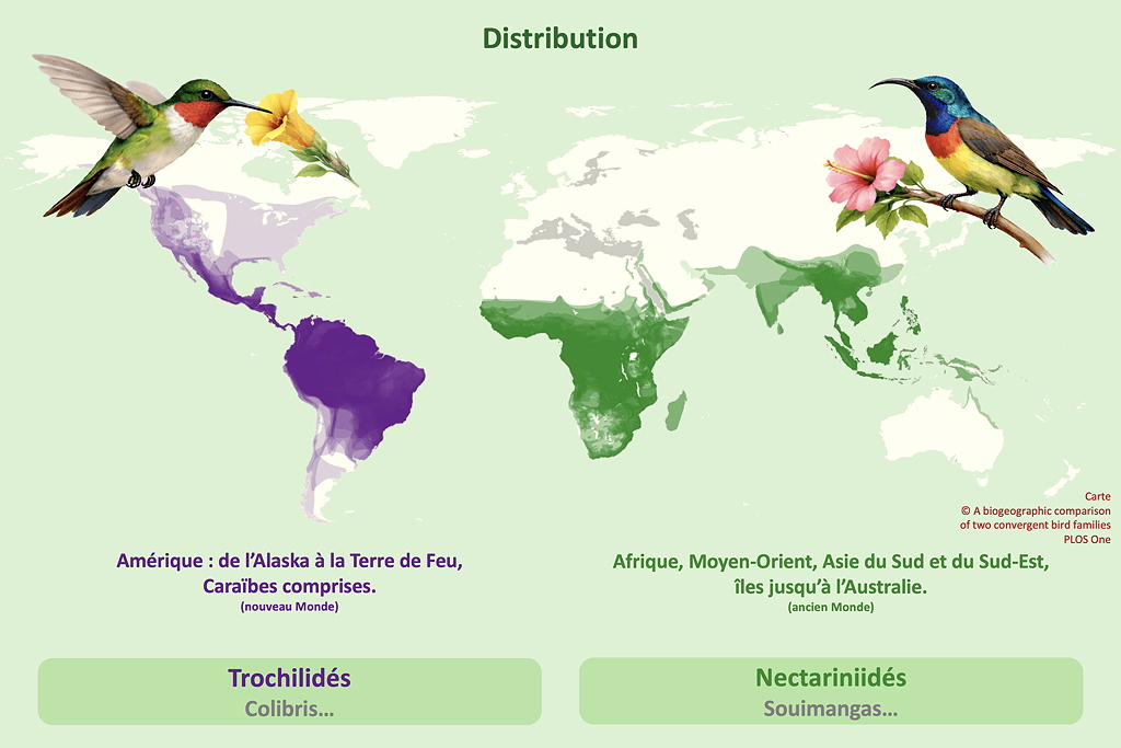 distributionSD.jpg