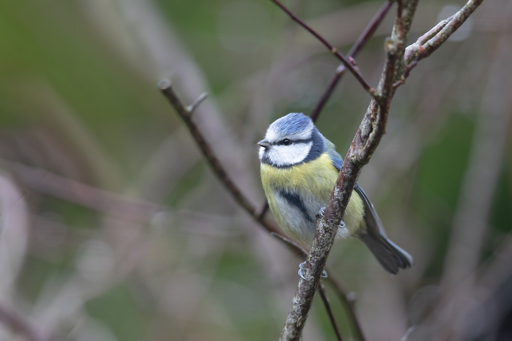 Mésange bleue 41.jpg