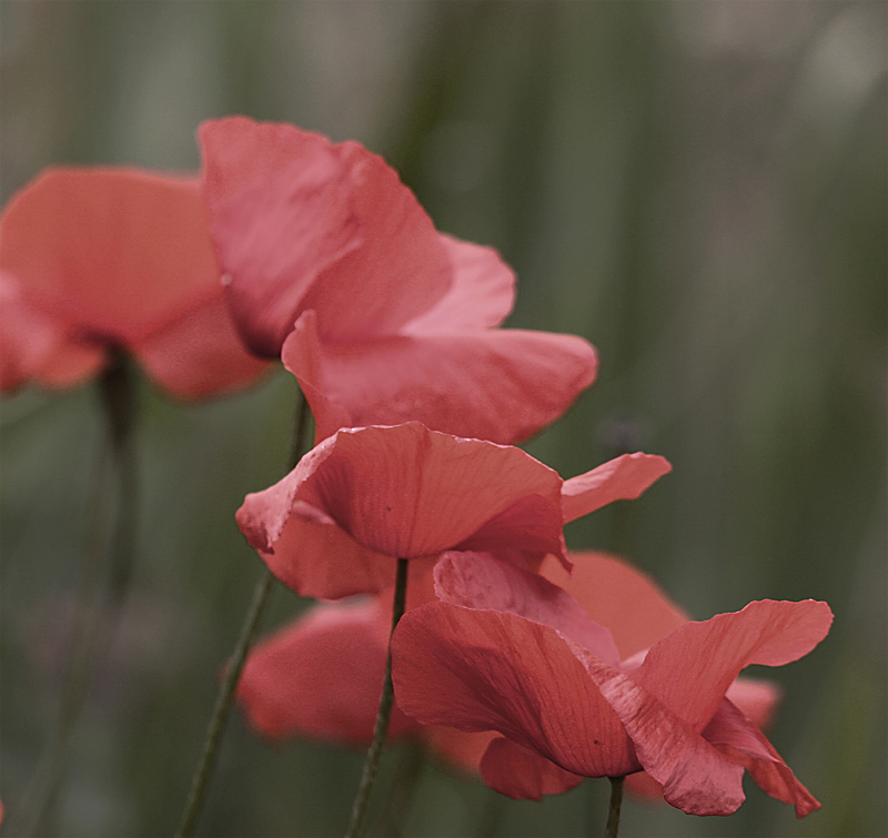 papaver IMG_0010kopie.jpg