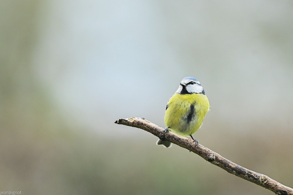 N1 mesange bleue.JPG