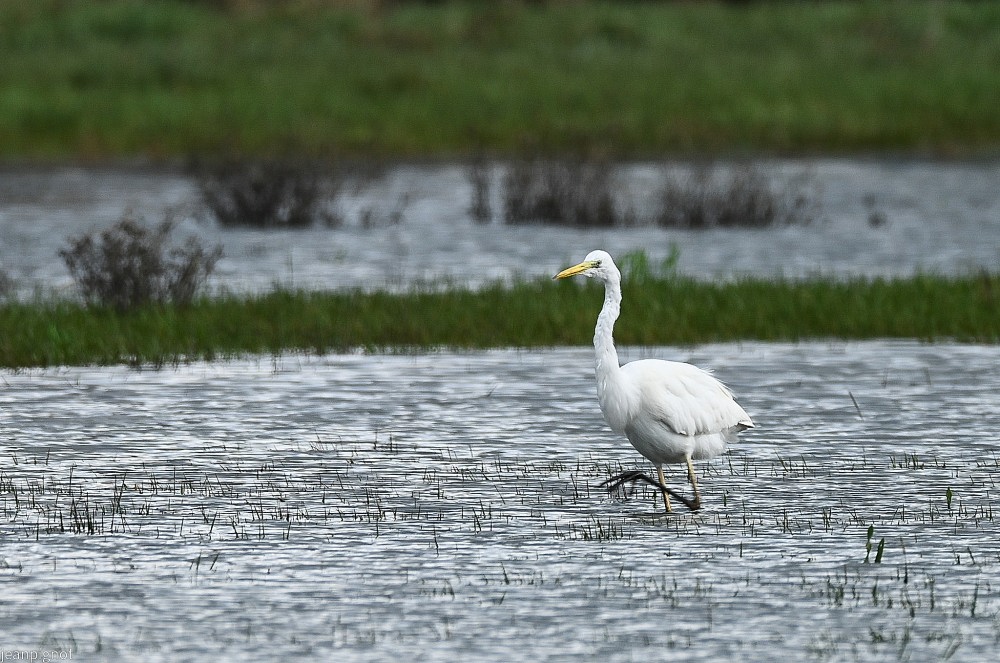 N2 grande aigrette.JPG