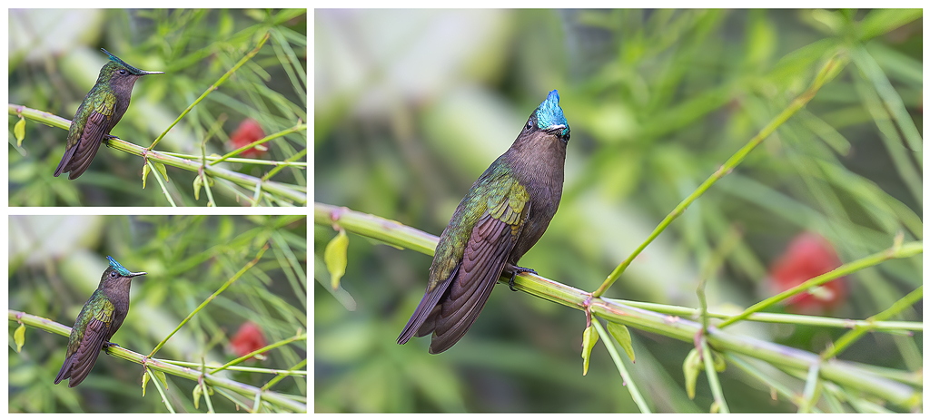 colibri_huppé_3temps.jpg