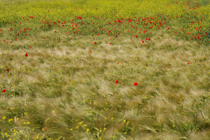 IMG_4637_DxO_raw.jpg