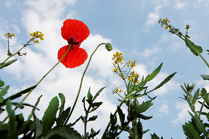 IMG_9902_DxO_raw.jpg