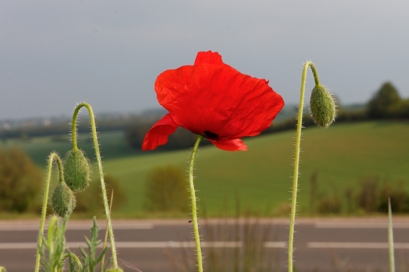 IMG_9915_DxO_raw.jpg