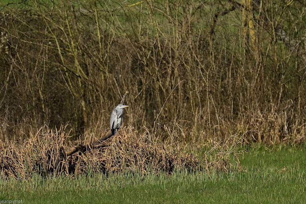 DSC_9059_001DSC_9059_03.JPG