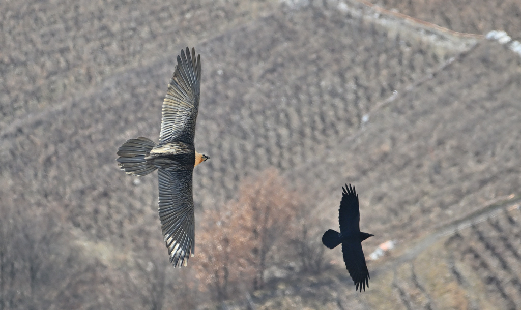 ZSC_5477.jpg