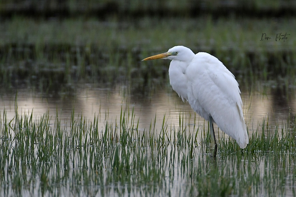 DSC_2403IN.jpg