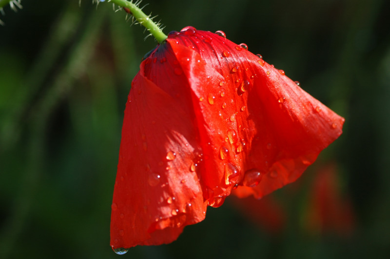 DSC_1103a_01.JPG