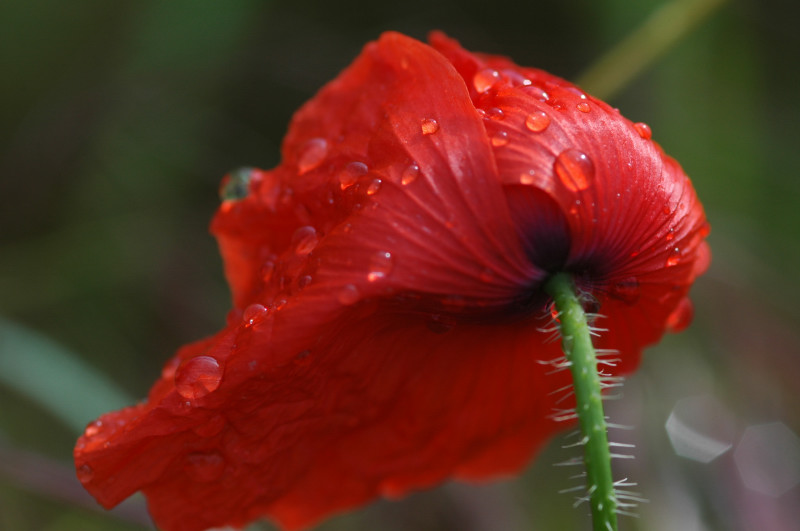 DSC_1105a_01.JPG