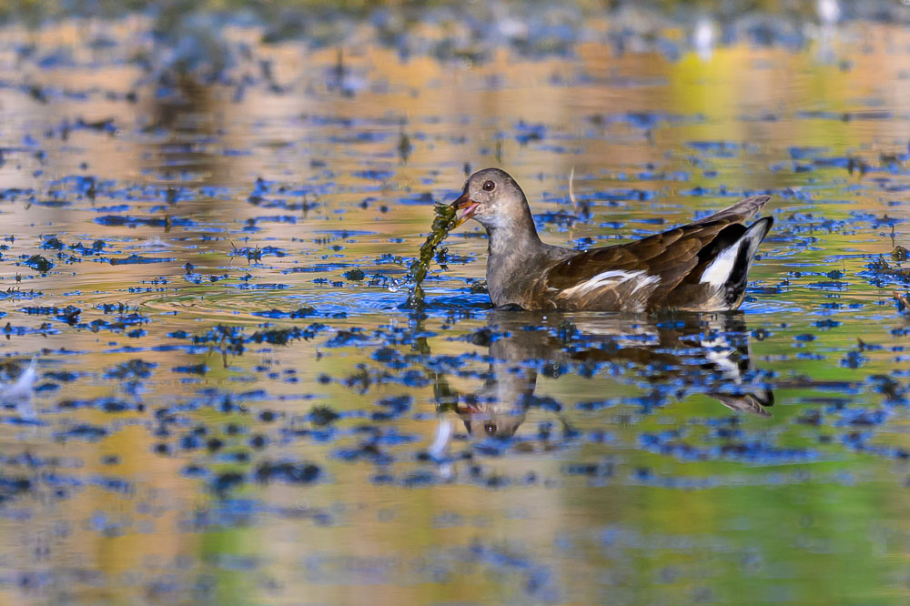 poule d eau_7.jpg