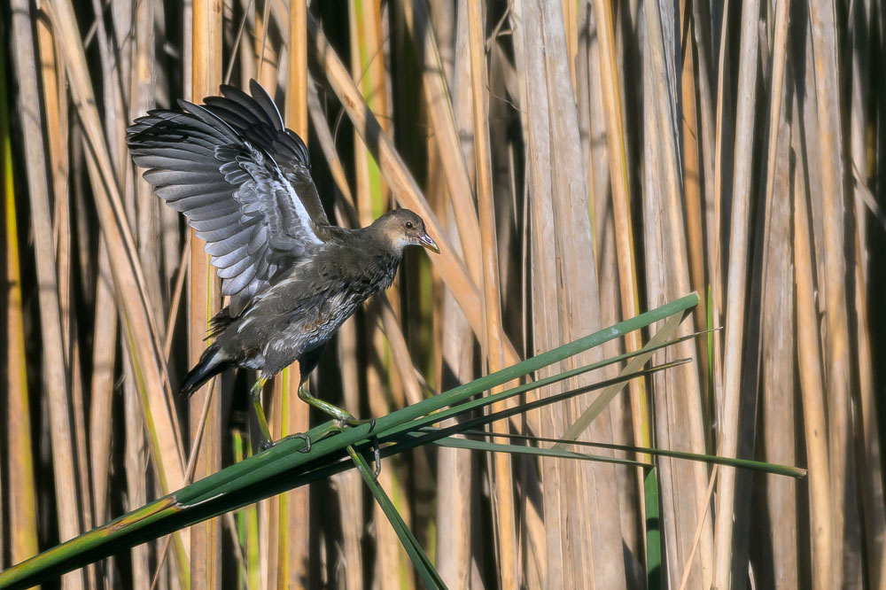 poule d eau_13.jpg