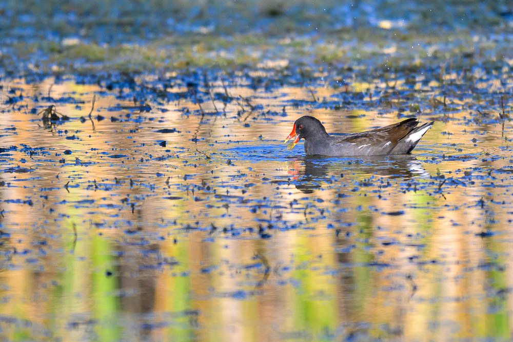 poule d eau_15.jpg