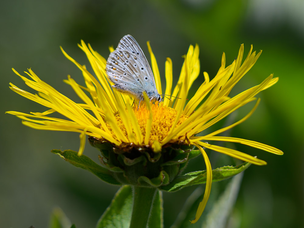 Bleu nacré-1.jpg