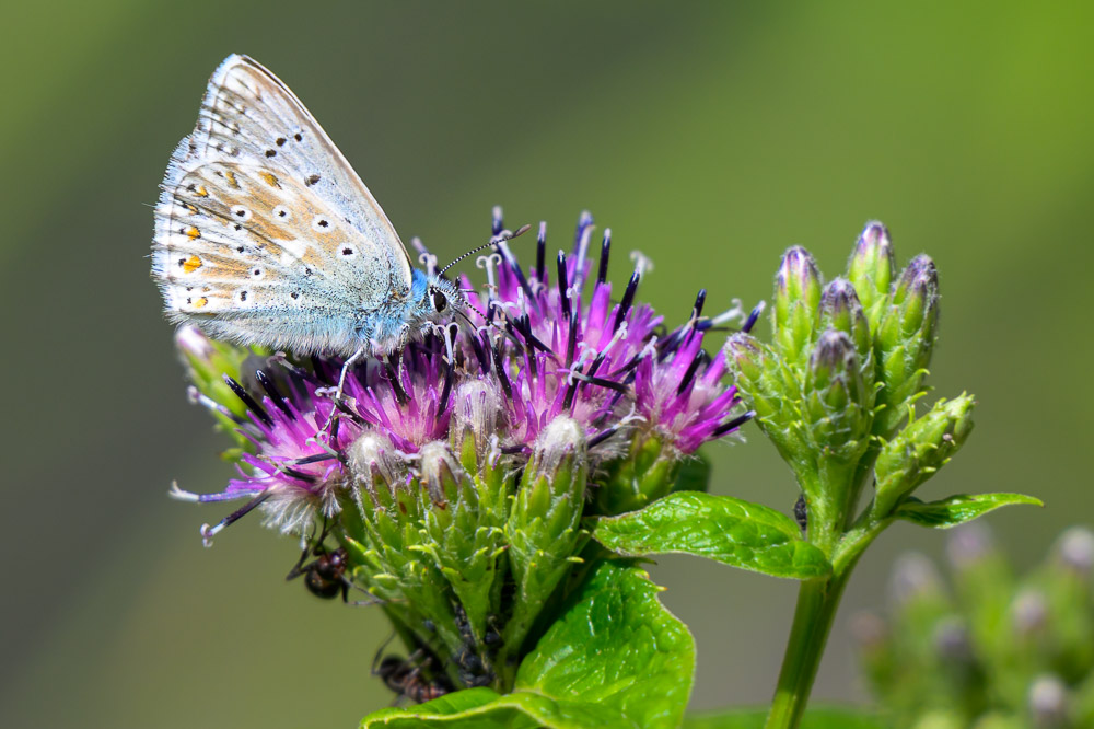 Bleu nacré-8.jpg