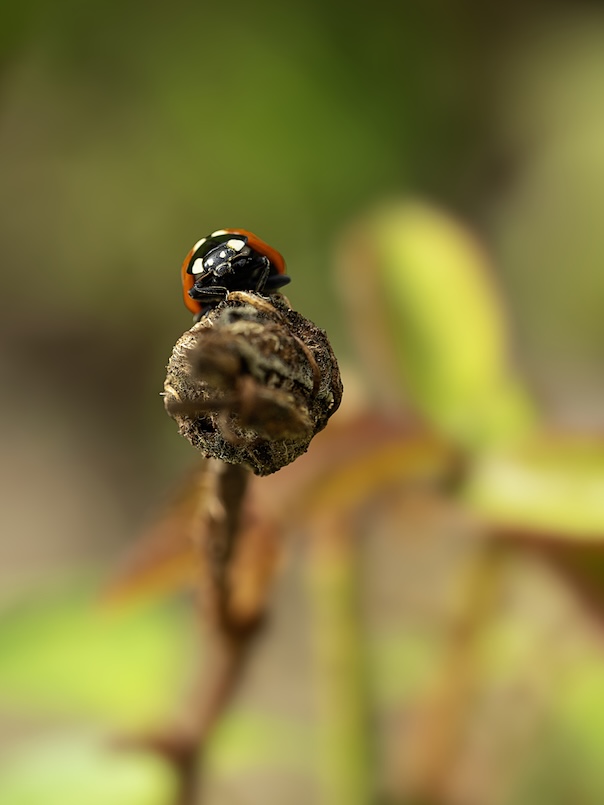 Coccinnelle1.JPG