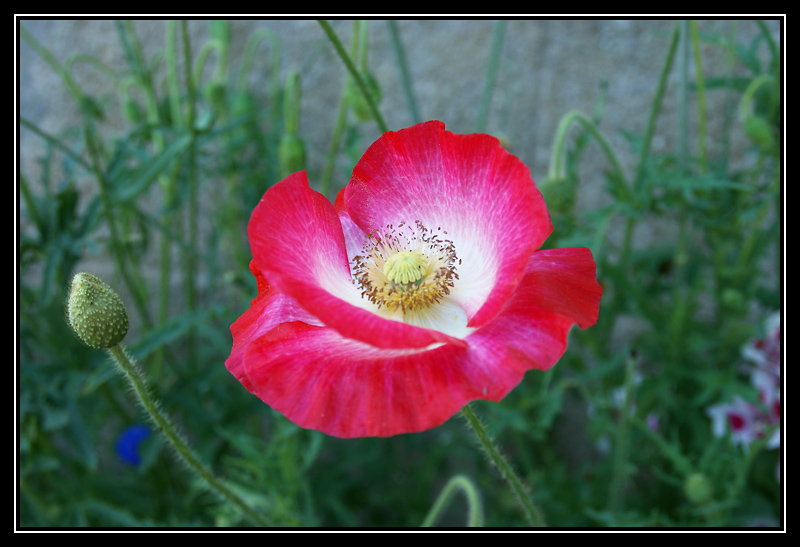 DSC00606-lr1.jpg
