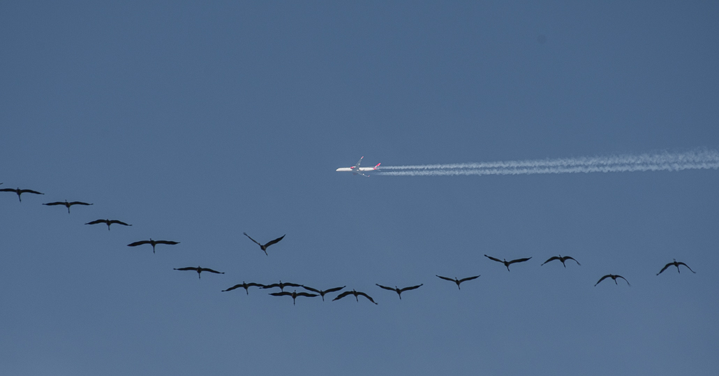 Grues -6-.jpg