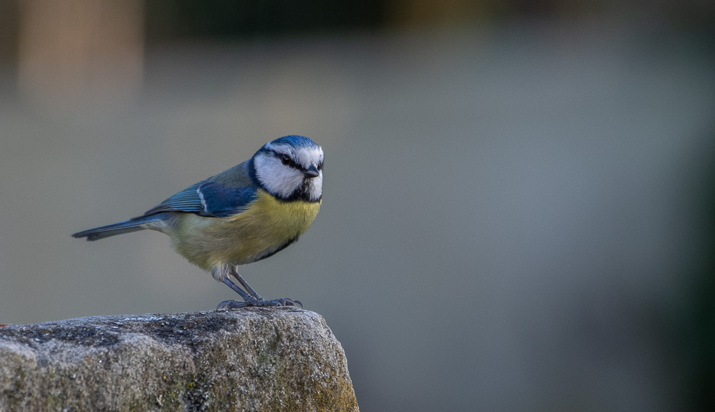 Mésange bleue.jpg