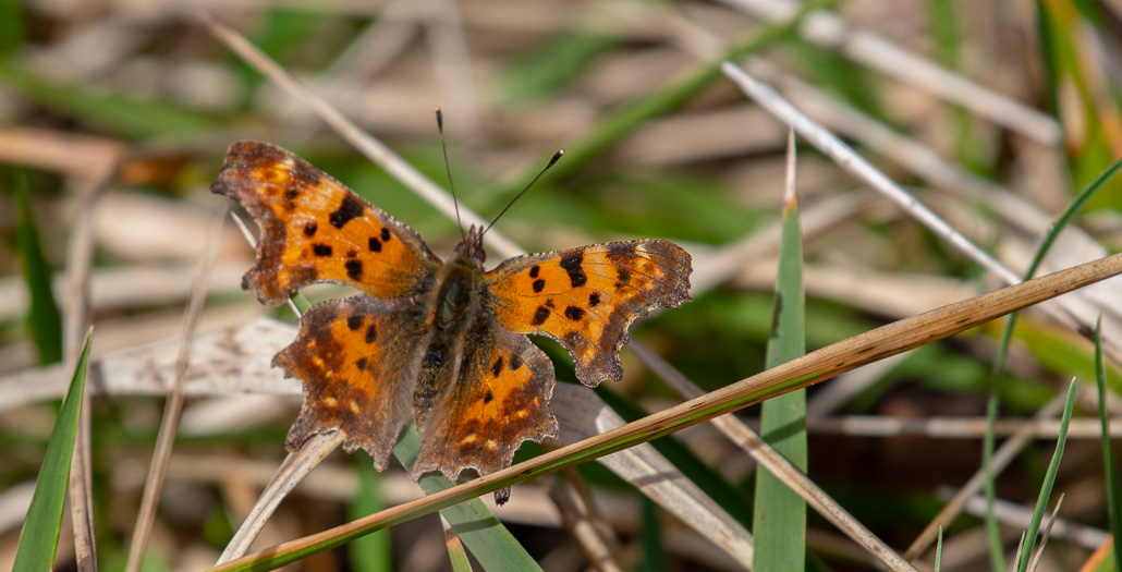 Papillon. Robert Le Diable.jpg