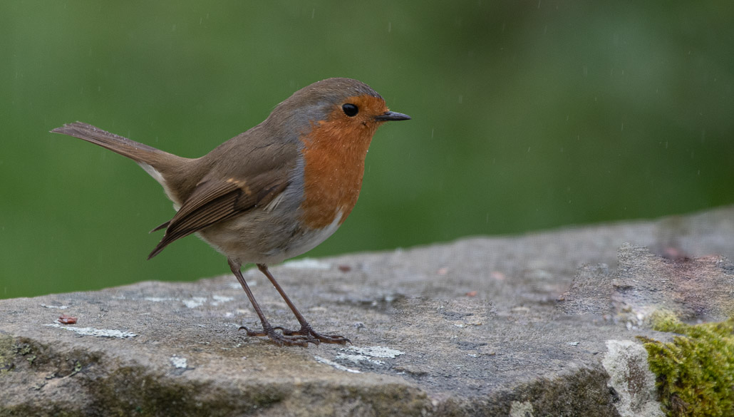 Rouge gorge -1-.jpg