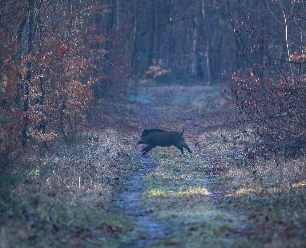 Sanglier -2-.jpg