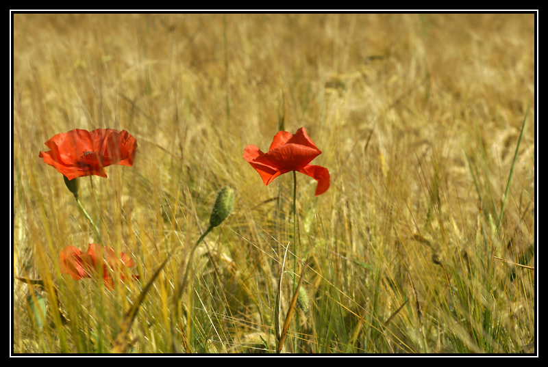 DSC1773-lr.jpg