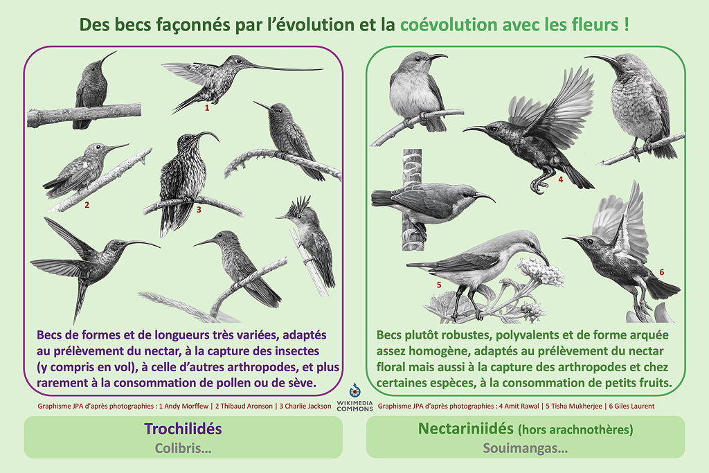 12evolution becs SD.jpg